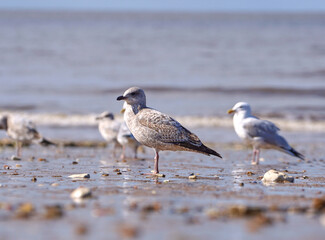 Common seagull on a beach at low tide