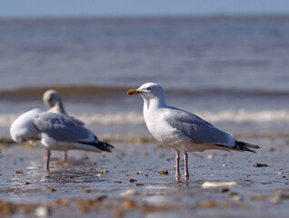 Fototapeta na wymiar Common seagull on a beach at low tide