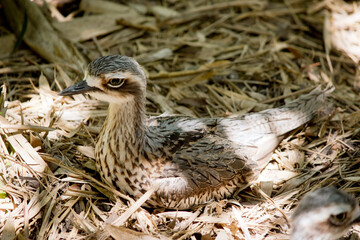 the bush stone curlew is on a nest