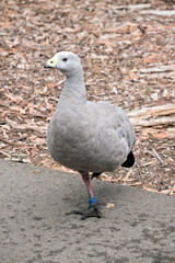 the cape barren goose is standing on one leg