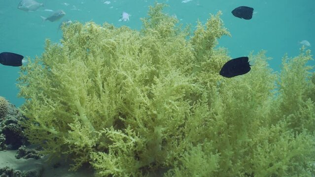 Soft coral Yellow Broccoli or Broccoli coral (Litophyton arboreum) on sandy bottom, tropical fish of different species swim around, on blue water background on sunny day. 