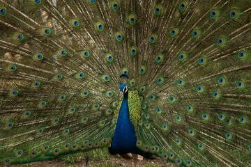 Naklejka premium Peacock in Indian national bird
