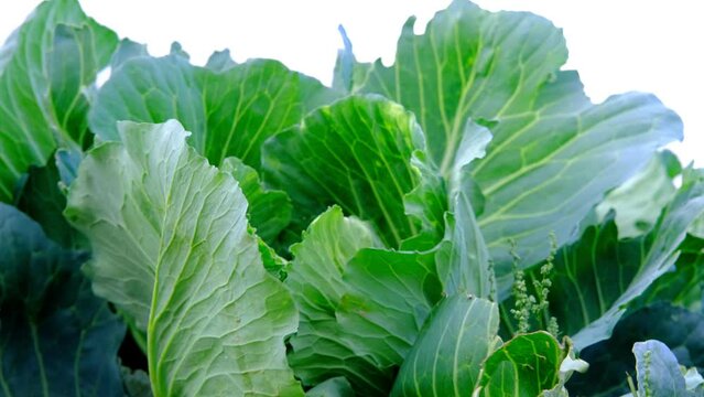 closeup young cabbage plants, Brassica oleracea, green fields of ripening agro culture, agricultural concept, environmentally friendly plants, vegetable production, fertilizer application, food crisis