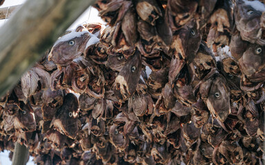 Codfishes drying on traditional wooden racks in Lofoten Islands, Norway, Europe