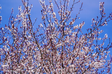 Blooming Trees in Spring