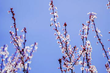 Blooming Trees in Spring