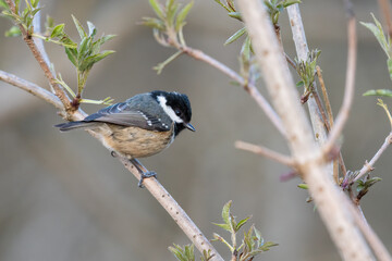 Coal tit (Periparus ater), Perth, Scotland