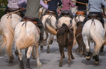 Bandido et abrivado dans une rue de village dans le sud de la France. Taureaux et chevaux de...