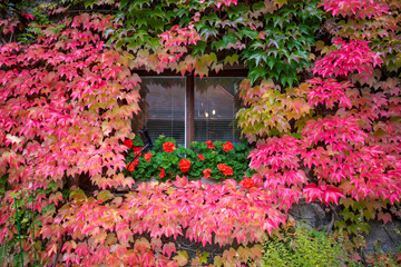 Fototapeta na wymiar Bright colors of autumn. Rainy weather, colorful leaves