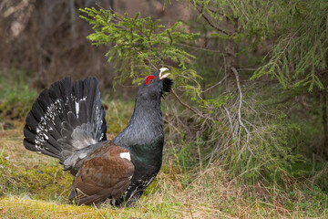 Majestic Western Capercaillie (Tetrao Urogallus) with big tail courting in forest in spring