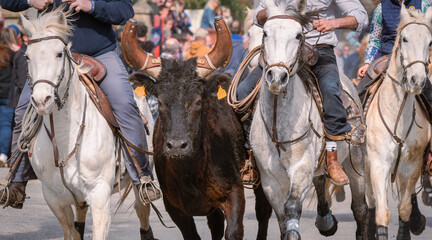 Fototapeta na wymiar Bandido et abrivado dans une rue de village dans le sud de la France. Taureaux et chevaux de Camargue en liberté dans les rues. Tradition taurine. 