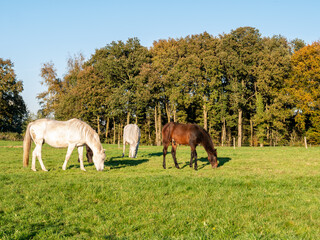 Grazing horses in meadow in autumn near town of Ootmarsum, Overijssel, Netherlands