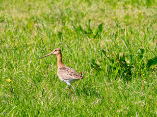 Naklejka premium Black-tailed godwit, Limosa limosa, in field with wild flowers