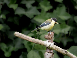 Great tit, Parus major, juvenile with seed in beak