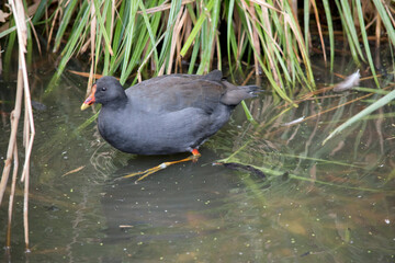 the dusky moorhen is wading in the water