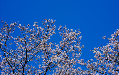 青空と桜