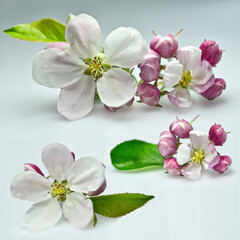 Kwitnący kwiat jabłoni na jasnym tle - 586196333