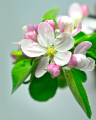 Kwitnący kwiat jabłoni na jasnym tle - 586196344