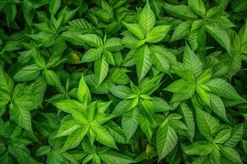 Top view of green leaves Poinsettia shrub plant withou ai generated