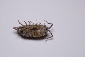 Isopods beetle animal macro photo