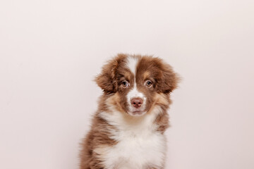 Adorable Australian Shepherd puppy relaxing at home. Sweet and playful companion with beautiful fur and expressive eyes. Perfect for pet-related projects