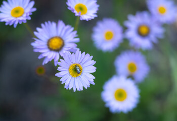 Insect Rests on Aster Flower in Yosemite