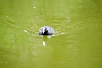 the Eurasian coot is swimming in the lake