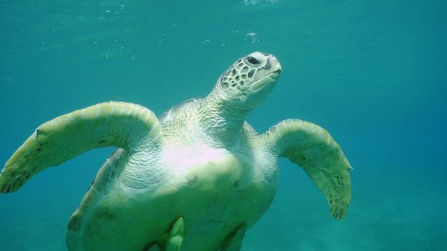 Close-up of Great Green Sea Turtle (Chelonia mydas) with Remora fish under shell slowly floats up exhaling air bubbles, Slow motion