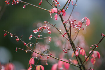 Bright colors of autumn. Rainy weather, colorful leaves