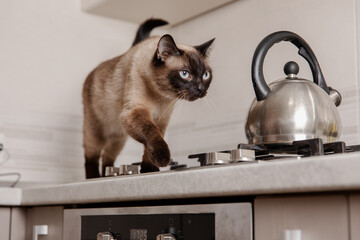  Siamese cat confidently walks near a kitchen gas stove. Cat at home. Lifestyle with pet.