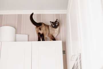 Siamese cat perches calmly on a kitchen, looking down with piercing blue eyes. Lifestyle with cat. Pet inside