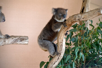 the koala is climbing up a tree