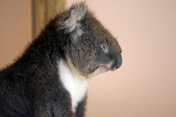 this is a side view of a koala