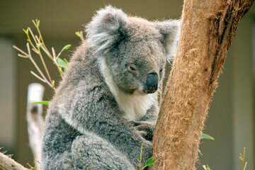 the koala is not a bear but a marsupial