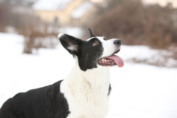 Beautiful welsh corgi cardigan in winter