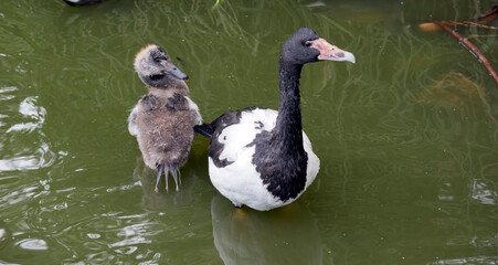 the magpie goose watches over her gosling swimming in the lake