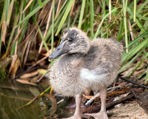 the magpie gosling is getting ready for a swim