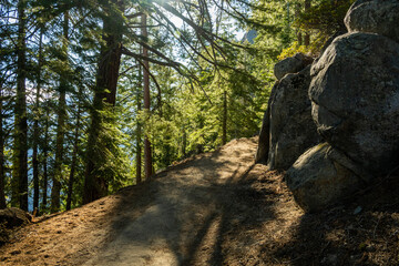 Large Pines Cast Shadows Along Four Mile Trail