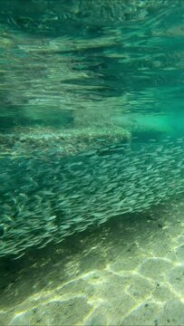 Vertical video, Massive school of Hardyhead Silverside fishes swims in continuous stream along the coastline in shallow water over sandy bottom on sunny day in sunshine, Slow motion