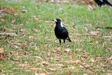 the magpie is looking for food in the grass