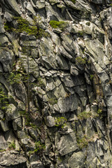Line Pine Tree Stands Tall On Cliff Wall In Yosemite