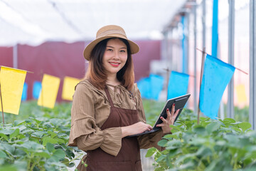 Female scientist inspecting strawberry plants growing in greenhouse. Girl with digital tablet working in a greenhouse. Farmer controlling strawberry in greenhouse. Greenhouse and organic healthy food