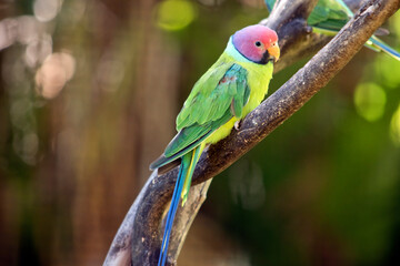 this is a male plum headed parakeet resting on a tree branch