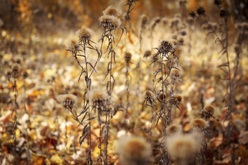 Small dry flowers of dandelions on the background of an autumn grass landscape in defocus