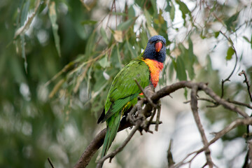 the rainbow lorikeet is perched on a tree branch