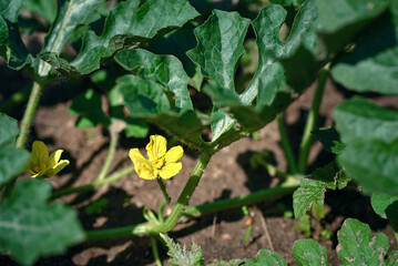 Green plants of watermelon in garden. Watermelon yellow flower with green leaves, growing watermelon, organic plant garden. Melon bloom, watermelon cultivation. .