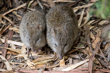 the two potoroos are searching for food