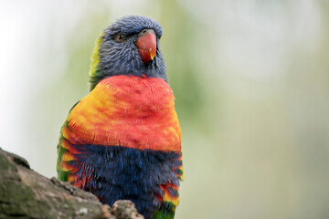 this is a close up of a rainbow lorikeet