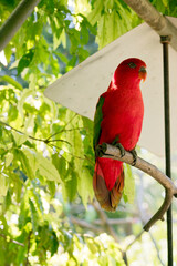 the red lory is perched on a tree branch