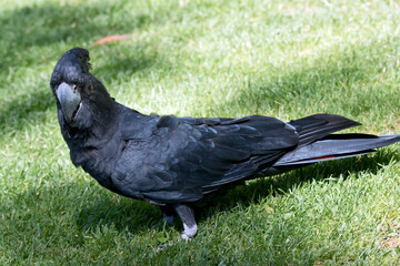 the red tailed black cockatoo is looking for food in the grass